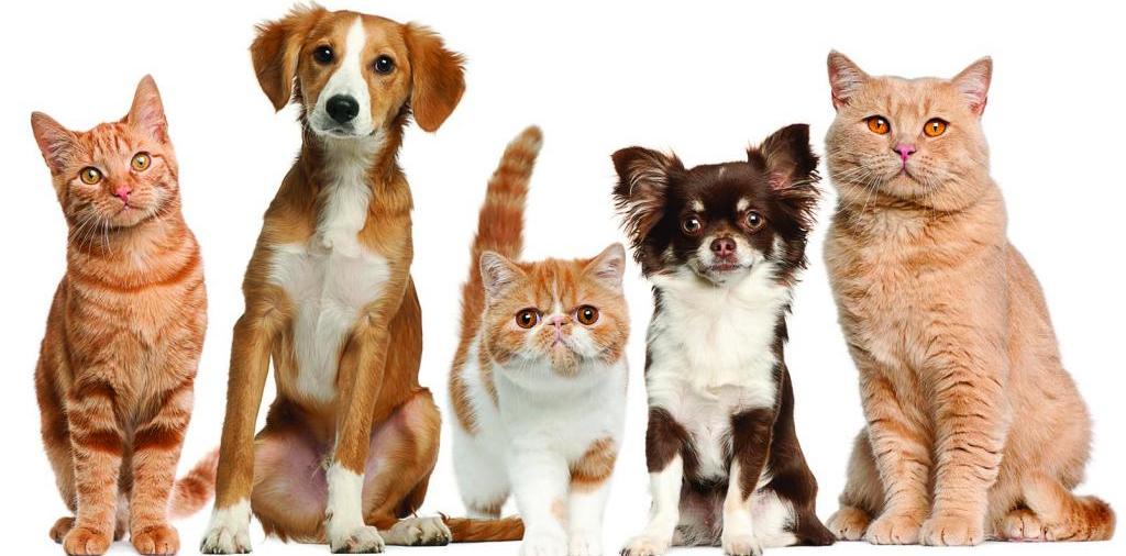 Доска объявлений о животных | ЗооТом - продажа, вязка и услуги для животных в Буденновске