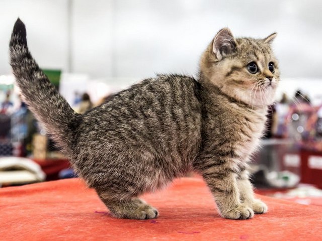 Породы кошек в Буденновске | ЗооТом портал о животных