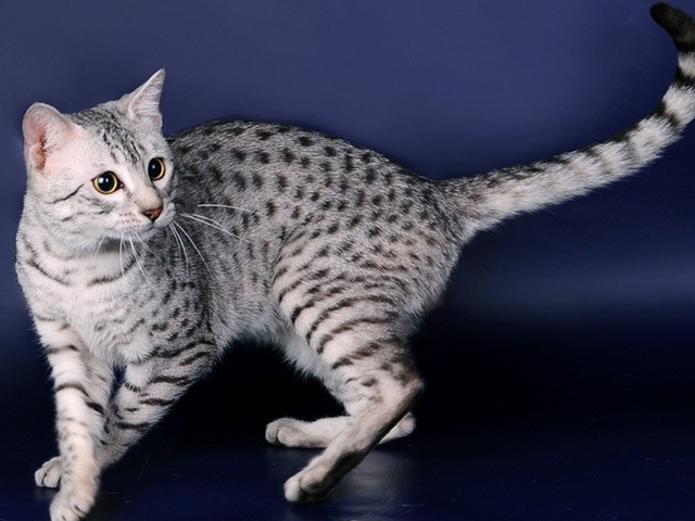 Породы кошек в Буденновске | ЗооТом портал о животных
