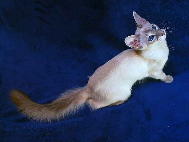 Выведенные породы кошек в Буденновске | ЗооТом портал о животных