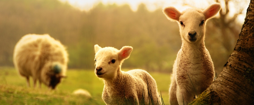 Объявления о сельскохозяйственных животных | ЗооТом - продажа, вязка и услуги для животных в Буденновске