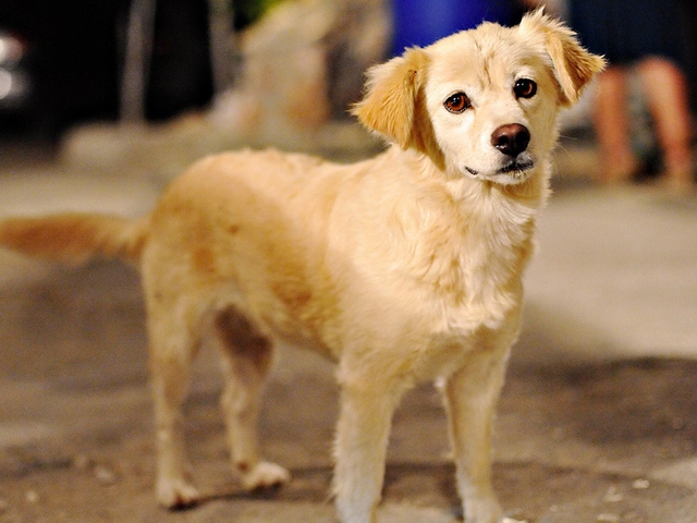 Породы собак в Буденновске | ЗооТом портал о животных