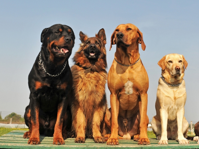 Крупные породы собак в Буденновске | ЗооТом портал о животных